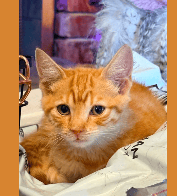 Kitten Rescue Transformation: How Spicy Found his Sweet Side