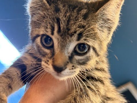 WE’RE AT KITTEN CAPACITY—PLEASE HELP US MAKE ROOM! 🐾