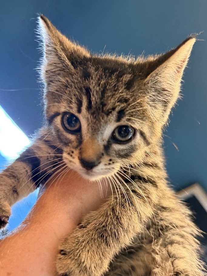 WE’RE AT KITTEN CAPACITY—PLEASE HELP US MAKE ROOM! 🐾