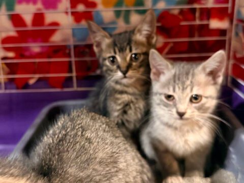 Tiny paws. Big vet bills. And a whole lot of generous hearts – it matters. 🐾❤️