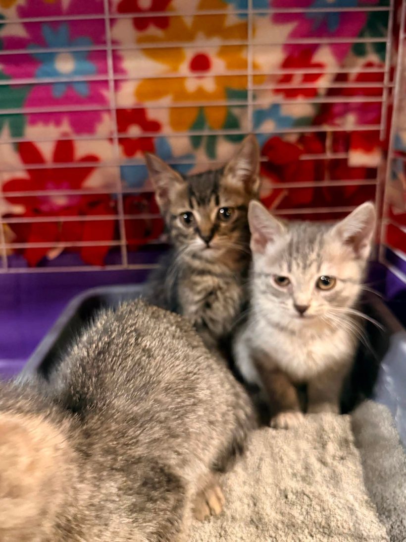 Tiny paws. Big vet bills. And a whole lot of generous hearts – it matters. 🐾❤️