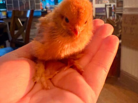“SURE, WE CAN GET A FEW CHICKENS.”