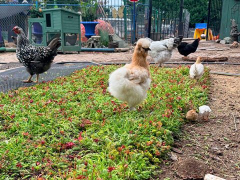 HOW IS YOUR GARDEN GROWING?