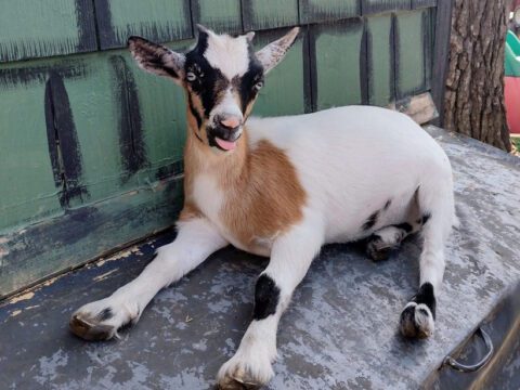 BABY NIGERIAN DWARF GOATS: HORNS, NO HORNS & ALL THE DRAMA IN BETWEEN