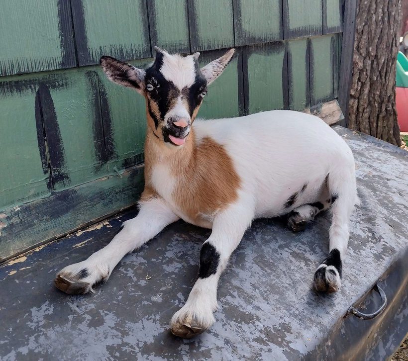 BABY NIGERIAN DWARF GOATS: HORNS, NO HORNS & ALL THE DRAMA IN BETWEEN