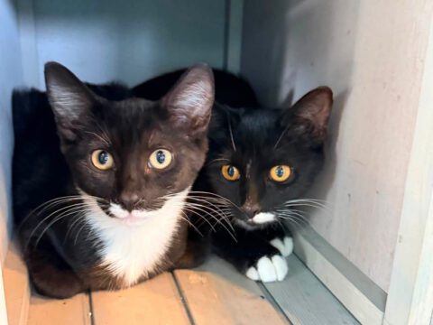 Need a Gift Idea? We Have Cats! 😂🐱
