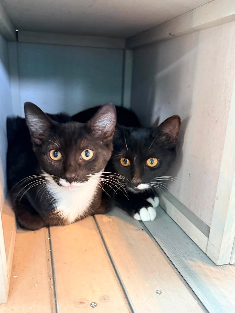 Need a Gift Idea? We Have Cats! ππ±