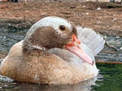 CAN WE TALK ABOUT HOW AWESOME MUSCOVY DUCKLINGS ARE?! 🦆❤️