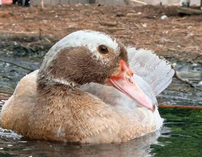 CAN WE TALK ABOUT HOW AWESOME MUSCOVY DUCKLINGS ARE?! 🦆❤️