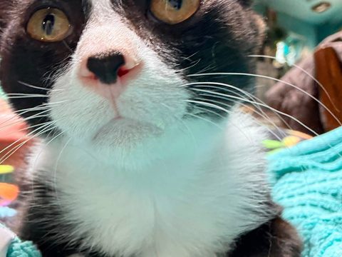 LOOK AT THESE LITTLE FACES WITH TINY WHISKERS 🐾❤️