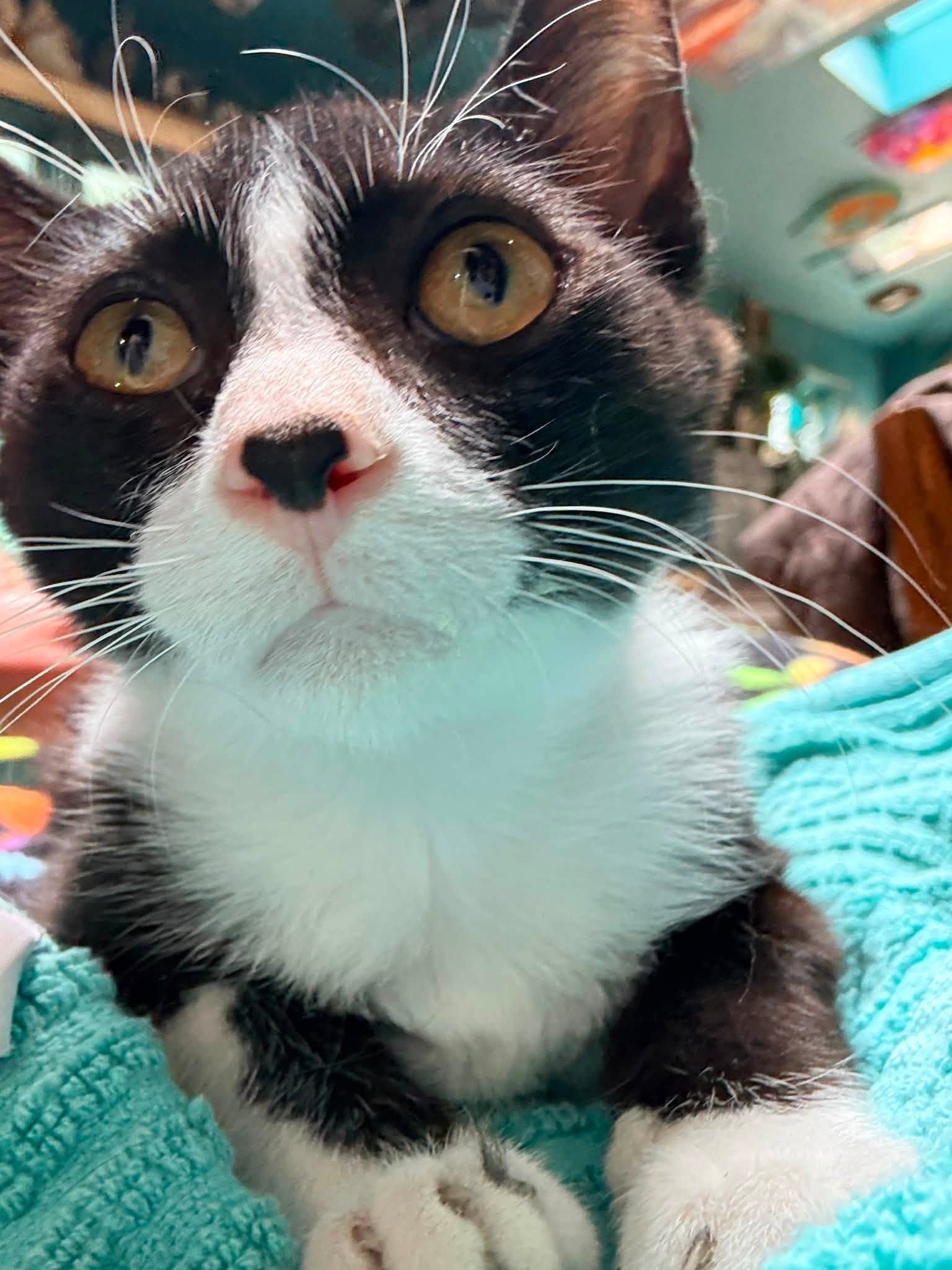 cupid the tuxedo kitten with a white heart on his nose