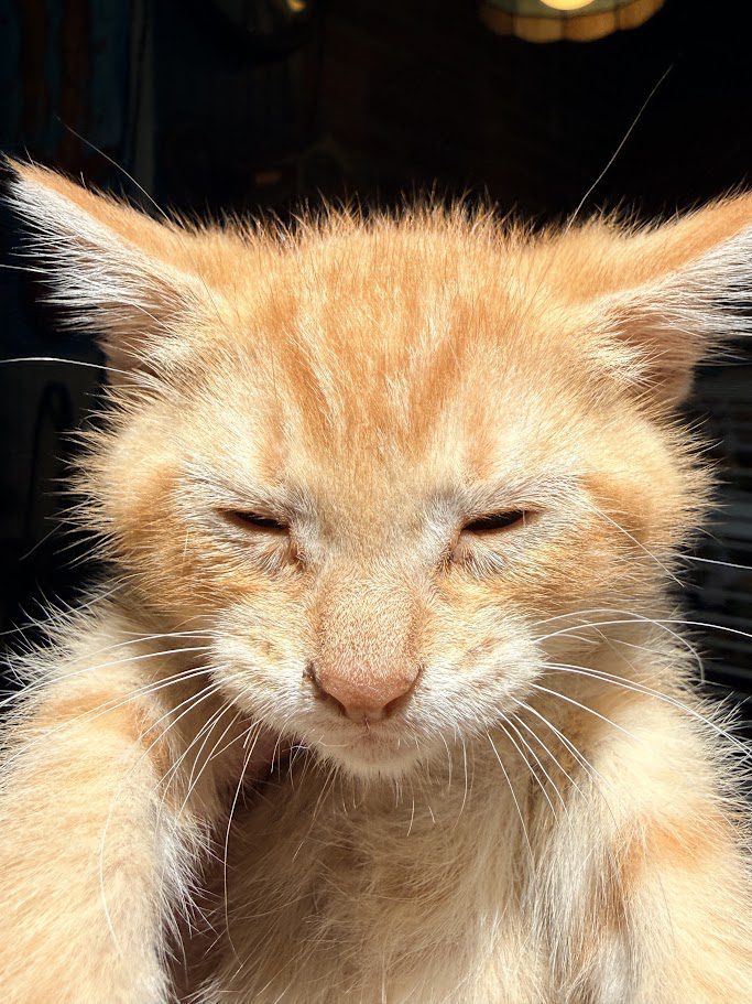 Cat Colors Are Basically a Genetic Lottery!