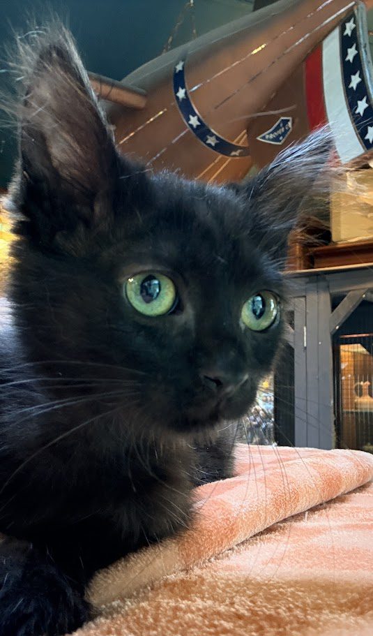 Why Do Some Black Cats Have Green Eyes?