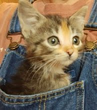 YES, WE REALLY DO HAVE POCKET-SIZED KITTENS! 🐱❤️