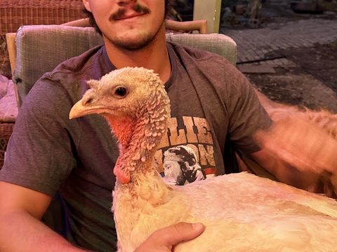 White Dove (an emotional support Turkey?) Loves the Occasional Snuggle