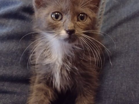 Tiny Paws, Big Needs: How You Can Help Our Kitten Rescue & a Tiny Whiskers Update!