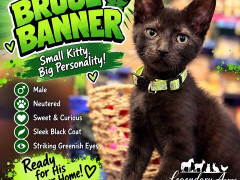 Meet Bruce Banner! A sweet, bottle-fed kitten ready for his forever home at Legendary Acres Bruce Banner adoptable male kitten post graphic featuring a black kitten with green eyes