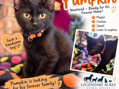 Meet Little Pumpkin: A Sweet Black Kitten Looking for his Forever Family!