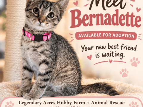 Adoption Update: Bernadette Has Found Her Forever Home! 🎉🐾