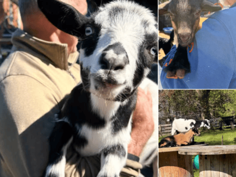 Aurora & Celeste have officially settled into their new farm! Aurora and Celeste two Nigerian Dwarf goats enjoying their new farm enclosure