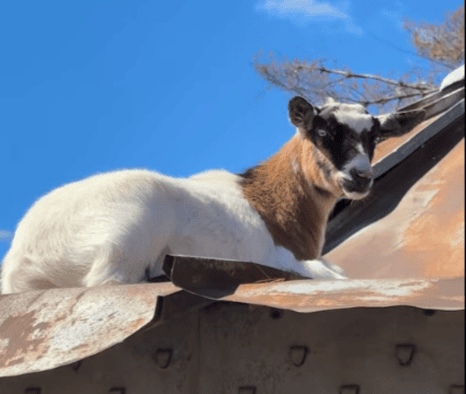 One of the best things about baby goats? Their firm belief that EVERYTHING is meant to be climbed! Kira the baby goat perching on top of a farm grain silo roof under the blue sky