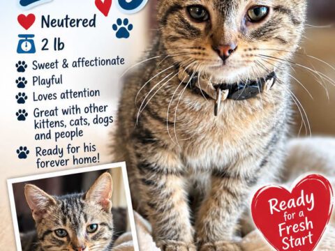Meet Lucky: Another Tiny Whiskers Success Story! 🐾