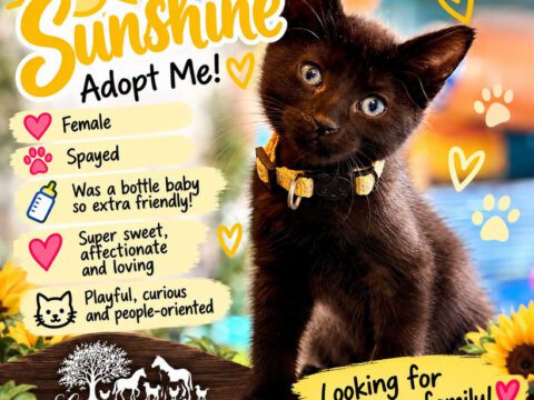 Meet Sunshine: Behind the Scenes of a Bottle-Baby Rescue ☀️🐈⬛