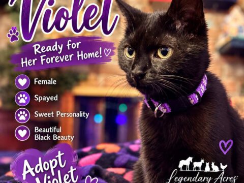 Find Your Little House Panther This Halloween! ๐โโฌ๐ Violet an adoptable black kitten with yellow-green eyes wearing a purple collar