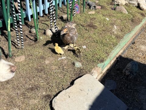 Life at Legendary Acres: Baby Muscovy Update